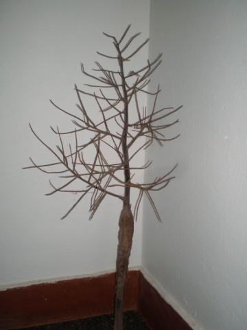 rama del fruto de la palmera Pindo.JPG